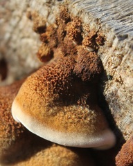 Gloeophyllum abietinum