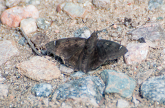 Nisoniades