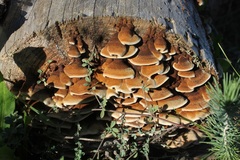 Gloeophyllum abietinum