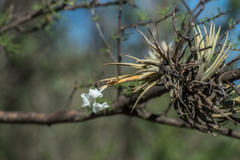 Tillandsia xiphioides