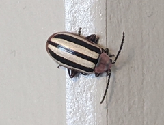 Disonycha leptolineata