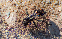 Traumatomutilla centralis