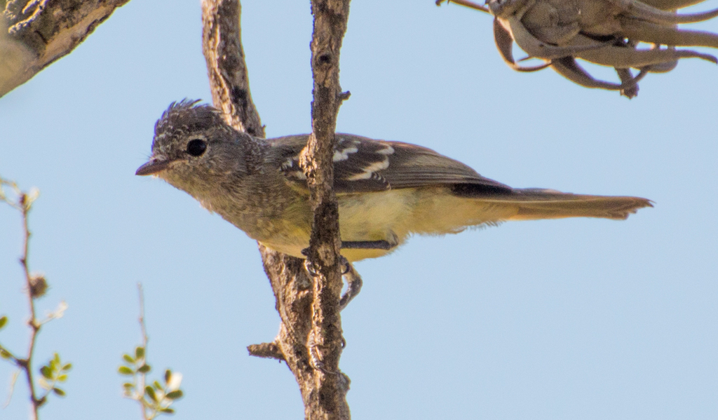 Southern Scrub-flycatcher