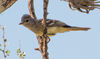 Southern Scrub-Flycatcher - Photo (c) Facundo Chieffo, some rights reserved (CC BY), uploaded by Facundo Chieffo