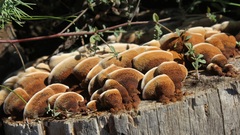 Gloeophyllum abietinum