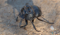 Glyphoderus sterquilinus