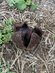 Prosopanche americana