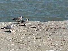 Leucophaeus atricilla