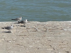 Leucophaeus atricilla