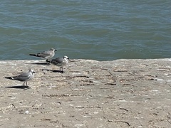 Leucophaeus atricilla