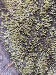 Calymperaceae