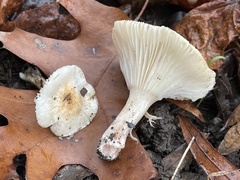 Hygrophorus