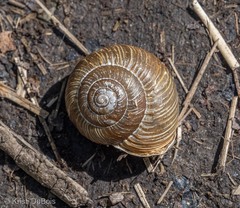 Allogona ptychophora