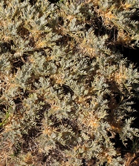 Astragalus granatensis