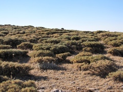 Astragalus granatensis