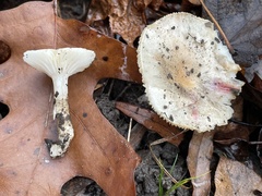Hygrophorus