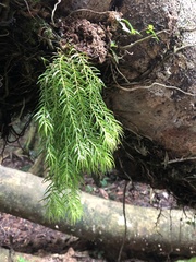 Phlegmariurus dichotomus