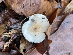 Hygrophorus