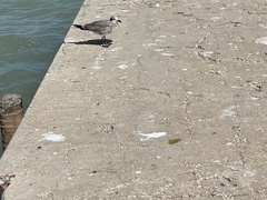 Leucophaeus atricilla