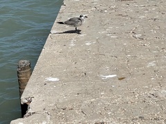 Leucophaeus atricilla