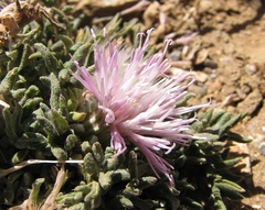 Jurinea humilis