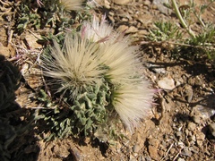 Jurinea humilis