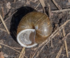 Allogona ptychophora
