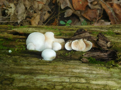 Crepidotus occidentalis