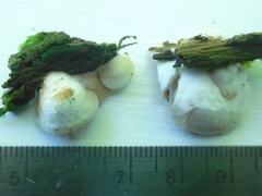 Crepidotus occidentalis