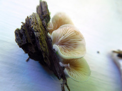 Crepidotus occidentalis