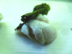 Crepidotus occidentalis