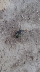 Calocomus desmarestii