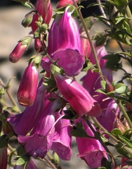 Digitalis purpurea purpurea