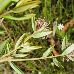 Grevillea sphacelata
