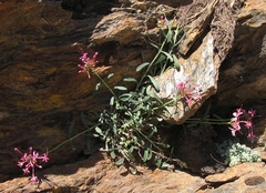Centranthus nevadensis