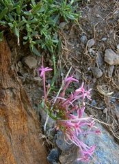 Centranthus nevadensis