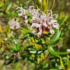 Grevillea sphacelata
