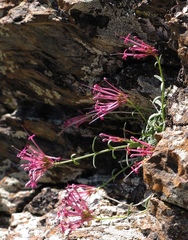 Centranthus nevadensis