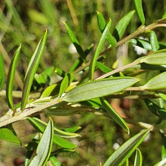 Grevillea sphacelata
