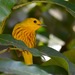 Barbados Golden Warbler - Photo (c) Anthony B. Zerafa, some rights reserved (CC BY-NC), uploaded by Anthony B. Zerafa