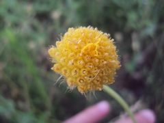 Gaillardia megapotamica