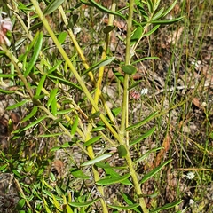 Grevillea sphacelata