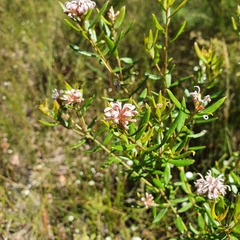 Grevillea sphacelata