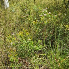 Grevillea sphacelata