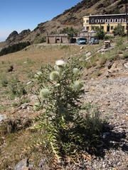 Cirsium odontolepis