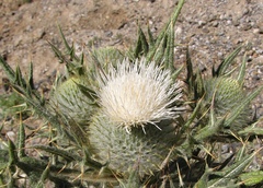 Cirsium odontolepis