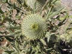 Cirsium odontolepis