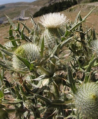 Cirsium odontolepis
