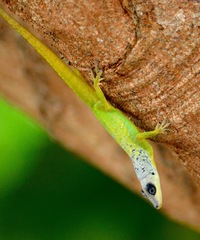 Anolis extremus