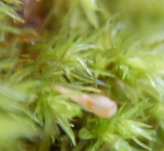 Ulota coarctata